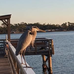 Meet your Posher, Penny